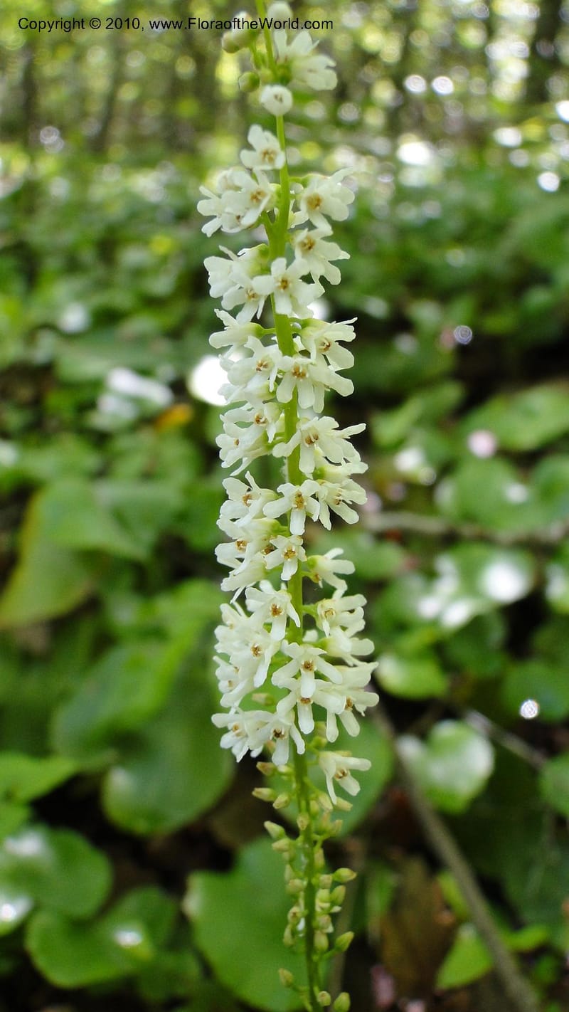 Galax aphylla--North Carolina. Hanging Rock State Park. 26 May 2010. 001.jpg