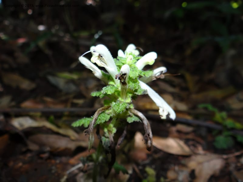 Pedicularis, VC 5501--Thailand. Chiang Mai. Doi Inthanon Nat. Park. 8 Nov 2012. DSC07747 (47).JPG