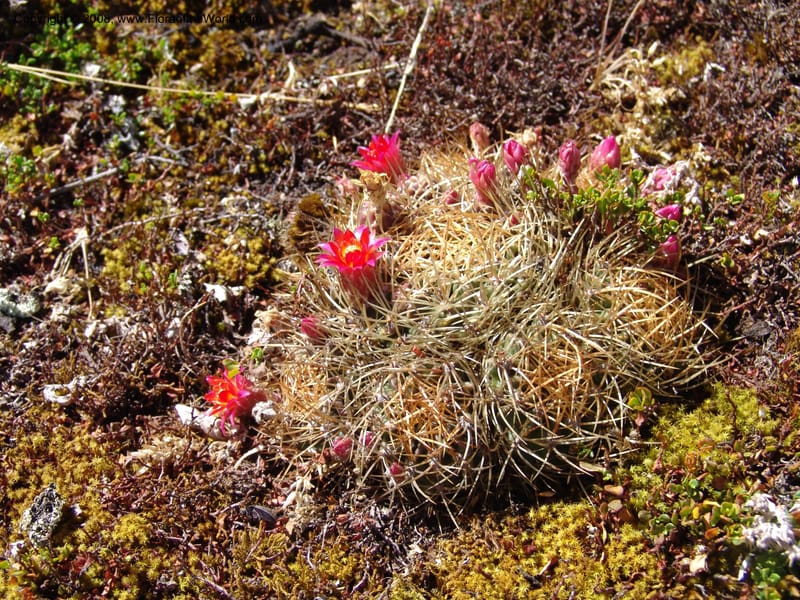 Echinopsis maximiliana, AAraujoM3008--Bolivia.  Prov.B.Saavedra. Charazani to La Paz. 20 Sep 06. 047.jpg