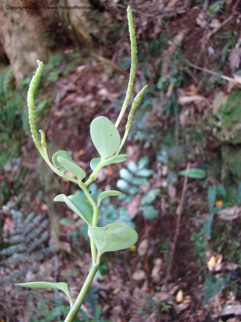 Peperomia, Munzinger, J 4870--New Caledonia, Dogny, 19 Nov 2007, 59 (7).jpg