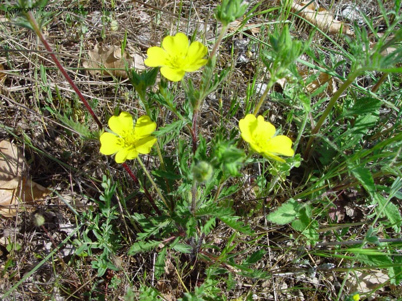 Potentilla--Italy. Abruzzo. N of Bussi on SS 17, Tirino Riv. val. 6 May 03. 028.jpg