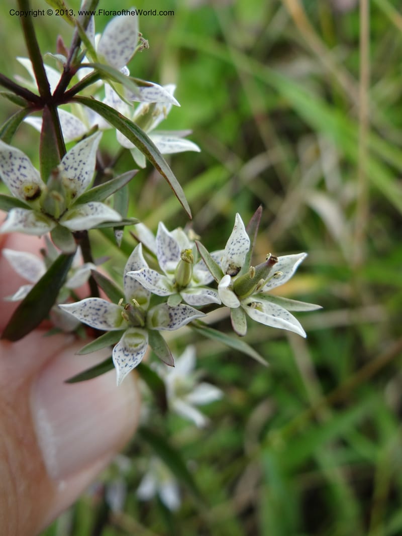 Swertia angustifolia, VC 5497--Thailand. Chiang Mai Prov. Doi Inthanon Nat. Park. 8 Nov 2012. DSC07747 (223).JPG