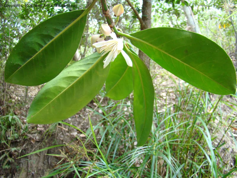 Crossostylis grandiflora, JMunzinger4754--New Caledonia. Les Trois Creeks. 13 Nov 07. 007.jpg