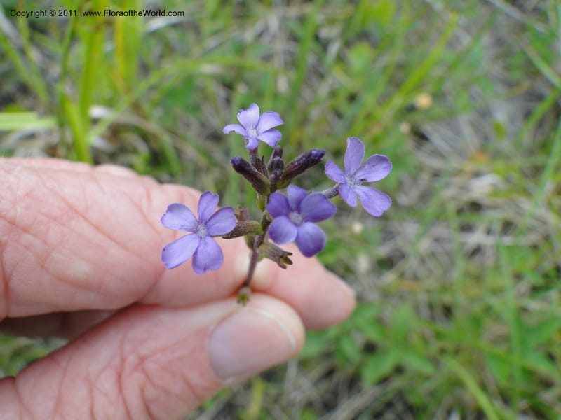 Buchnera americana, Mori, S 27419, USA, North Carolina, Jones Co, Catfish L Rd 10.5 miles from jct with Hwy 58, E of Maysville, 23 May 2010 (2).JPG