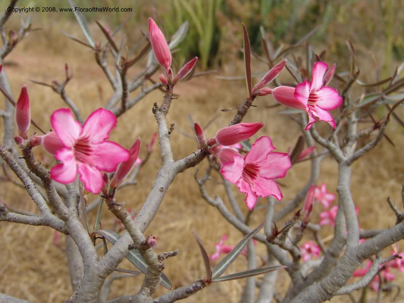 Adenium obesum--Tanzania. Hwy B1, 25 km SE of Kifaru. 28 Jun 04. 297.jpg
