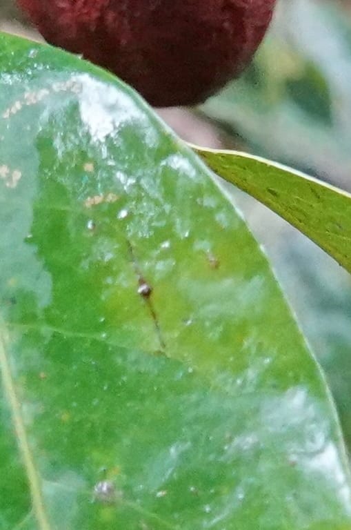 Staudtia gabonensis, C. Davidson 13939--Gabon. Maurel & Prom Oil Rd. 2 Nov. 2018. DSC01376 (265).JPG