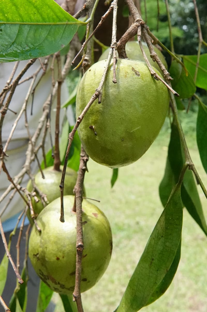 Irvingia gabonensis, C. Davidson 13929--Gabon. Missome Village. 31 Oct 2018. DSC00817 (113).JPG