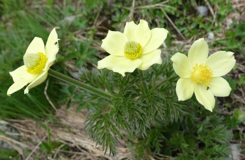 Pulsatilla alpina, Davidson, C 13235b--Switzerland. N of Hotel Belvedere on Grimselpass rd. 1 Jul 2016. DSC07465 (15).JPG