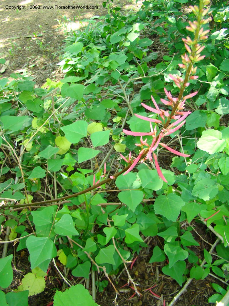 Erythrina herbacea--TX. Harris Co. Sheldon Lake St Pk. 26 Apr 08. 008.jpg