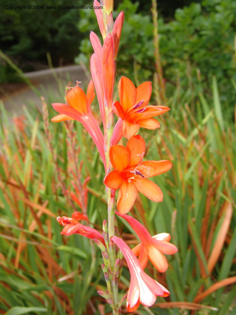 Watsonia intermedia--CA. San Francisco Arbor. 3 Jul 07. 232.jpg