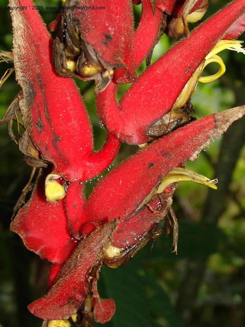 Heliconia, Croat94844--Ecuador. Prov. Carchi. El Chical-Penas Blancas. 19 Feb 05. 219.jpg