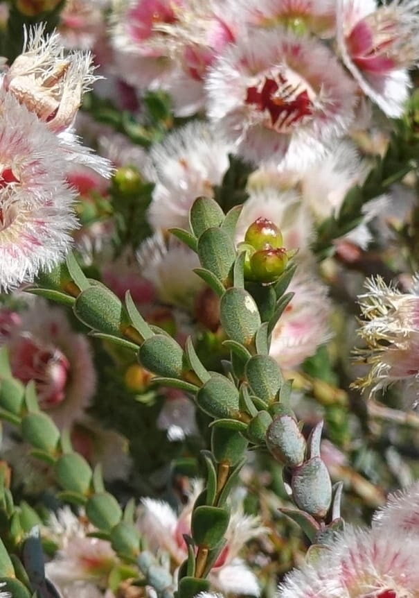 Verticordia ovalifolia, Davidson, C 13408--Australia. W.A. Badingara Tavern Jct. 23 Oct 2016. DSC04482 (71).JPG