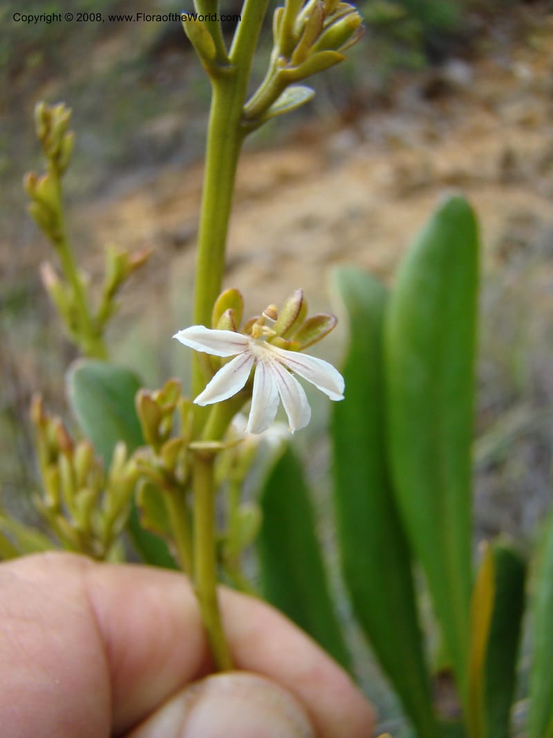 Scaevola beckii, JMunzinger4887--New Caledonia. Tontouta R.jct Kalouehola R. 21 Nov 07. 043.jpg