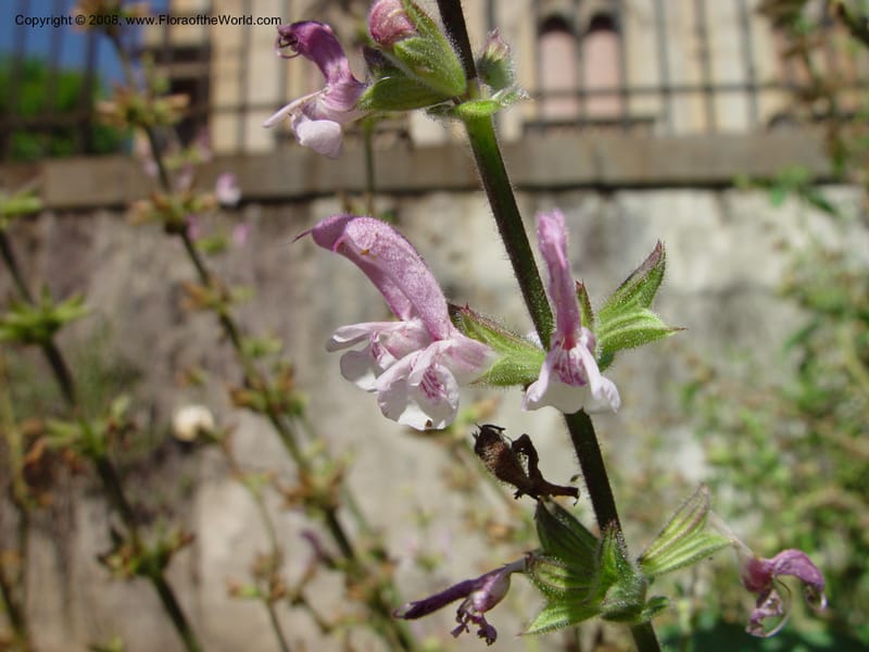 Salvia hierosolymitana--Italy. Tuscany. Univ. Firenze, Giardino dei  Simplici. Florence. 22 May 03. 002.jpg