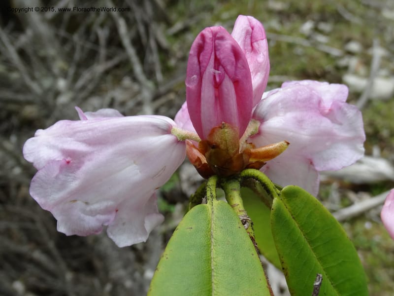 Rhododendron, Boufford, D 43643--China. Sichuan. XiaYingShan to XiangZhai. 10 May 2014. DSC05109 (183).JPG