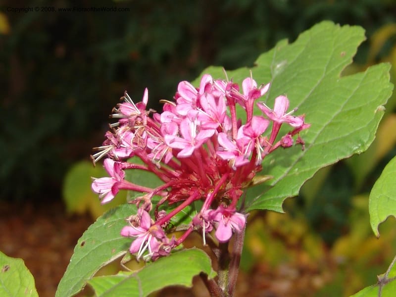 Clerodendrum bungei, 2003.0572--CA. UC Berkeley Bot. Garden. 8 Dec 06. 198.jpg