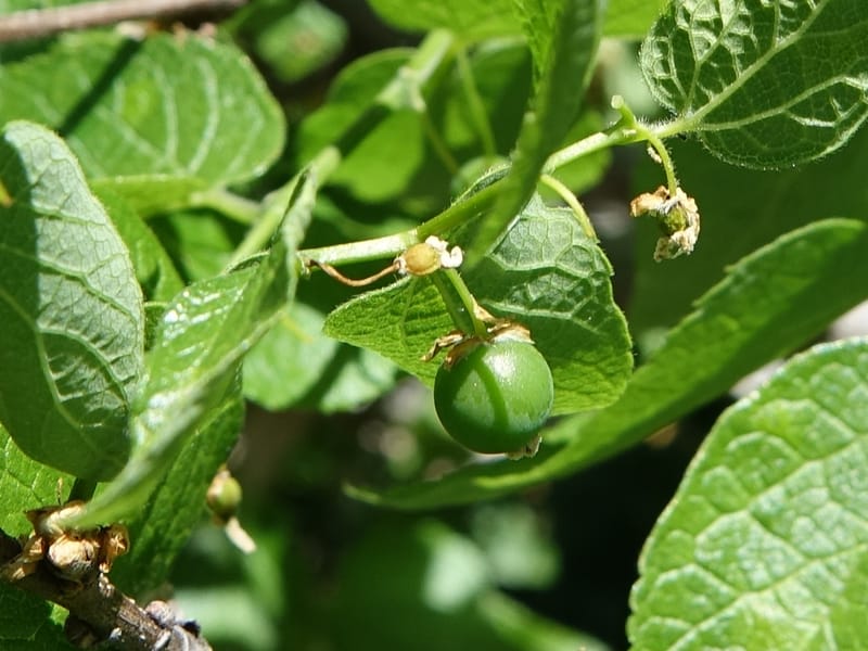 Celtis reticulata, C. Davidson 13581--ID. Idaho Co. Salmon R. Rd. E of Riggins. 24 May 2017. DSC00708. JPG (194).JPG
