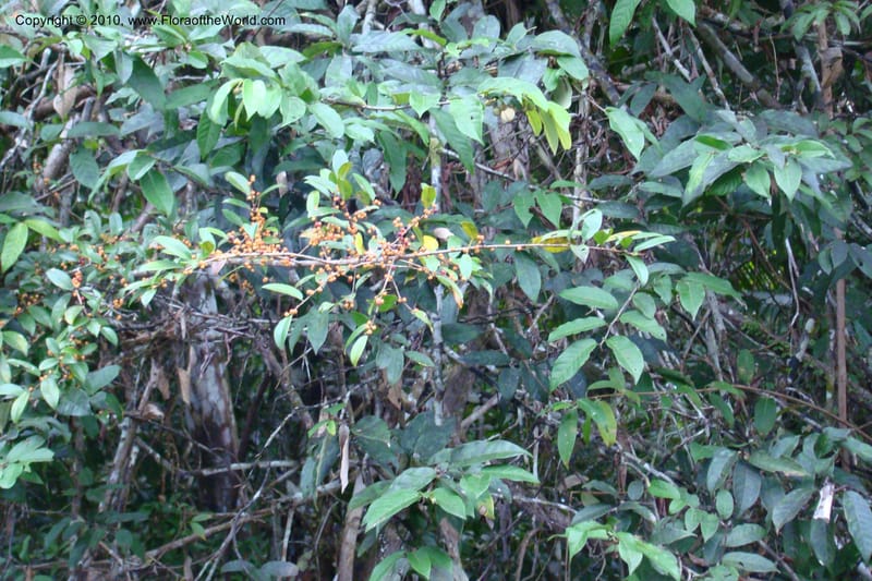 Ficus pertusa, Vasquez 34828--Peru. Loreto. Dist. Nauta. Qbda Nawapa, Rio Tigre. 11 Nov 08. 413 (1).jpg