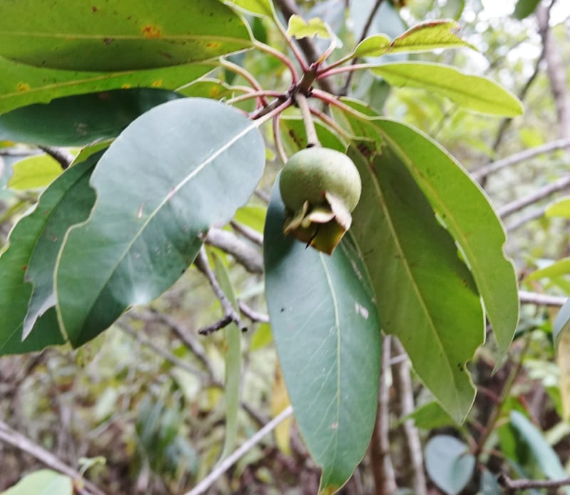 Anneslea fragrans, D. Boufford 33132--China. Yunnan. Meizi Lake Park. 3 May 2018. DSC01424 (296).JPG