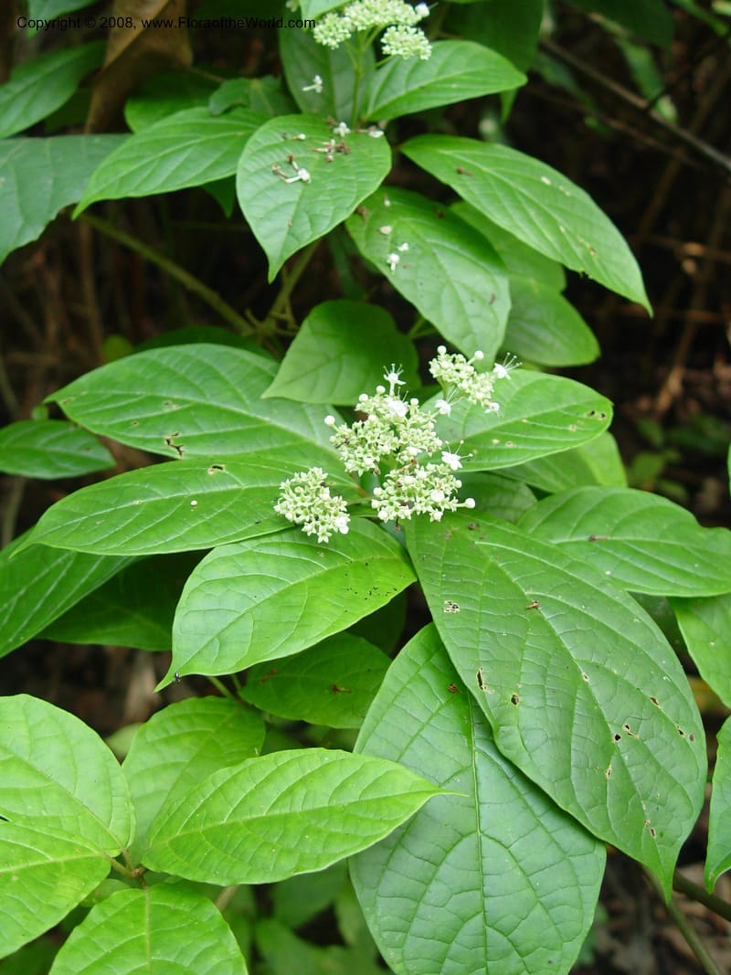 Clerodendrum--Cameroon. Bimbia Mangrove Nat. Trail. 8 Dec 03. 064.jpg