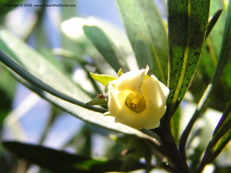 Diospyros dichrophylla--So.Africa. E. Cape. Waringham Farm, Quanti Area, Stut. 8 Mch 05. 391.jpg