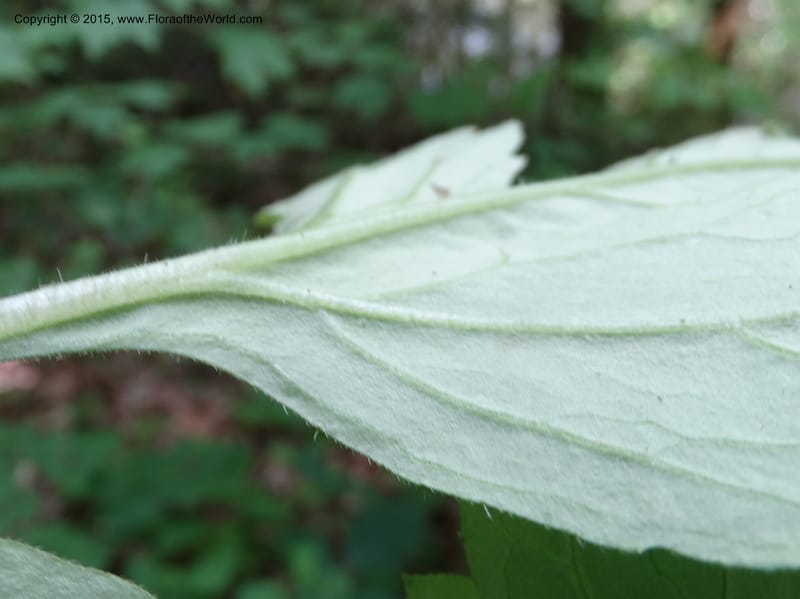 Hydrophyllum macrophyllum, Davidson, C 13025--North Carolina. Haywood Co. Pigeon R. 16 May 2015. DSC05923 (90).JPG