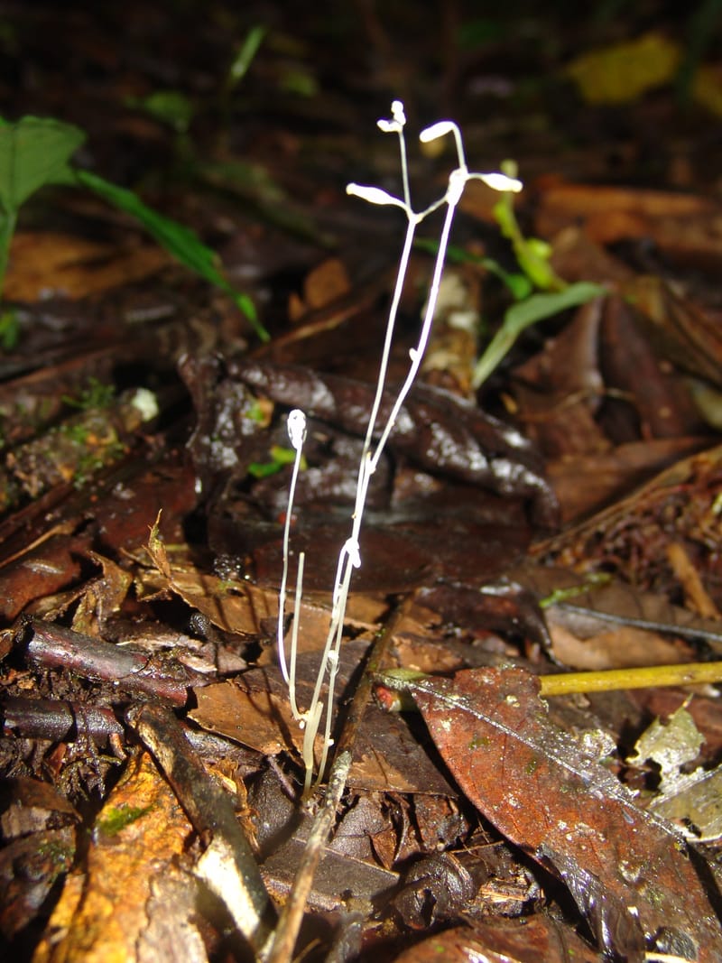 Gymnosiphon, Croat94412--Ecuador. Prov. Pichincha. Res. Guaycuyacu. 10 Feb 05.  278.jpg