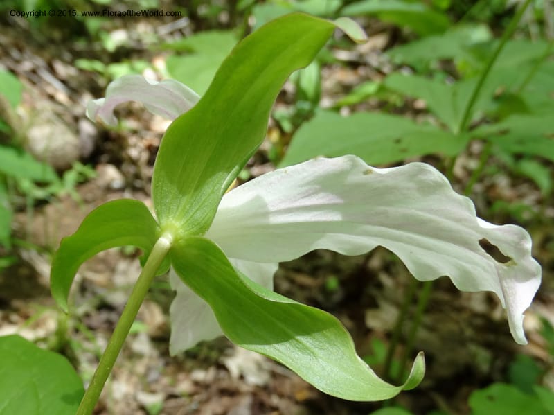 Trillium grandiflorum, Davidson, C 12998--North Carolina. Macon Co. Standing Indian. 14 May 2015. DSC05212 (225).JPG