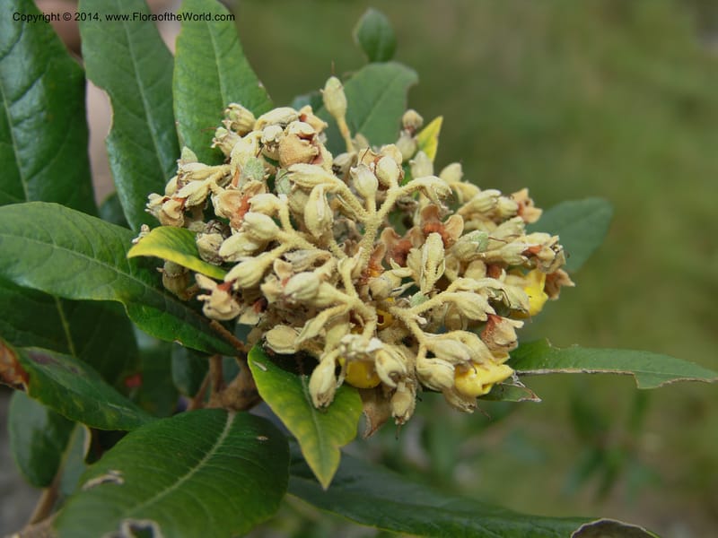 Anastrabe integerrima--So.Africa. E. Cape. Umtamvuna Nat. Res. 11 Mch 05. 078a (2).jpg