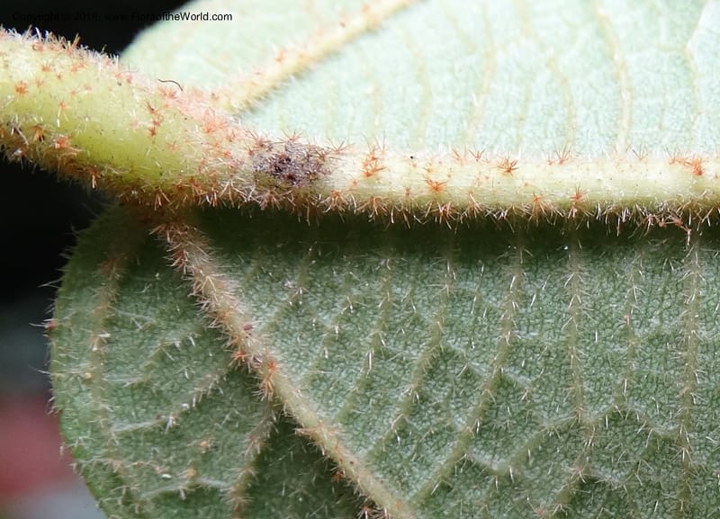 Byttneria, Davidson, C 12752--Sabah. Sg. Nelumad. 12 Oct 2014. DSC04383 (231).JPG