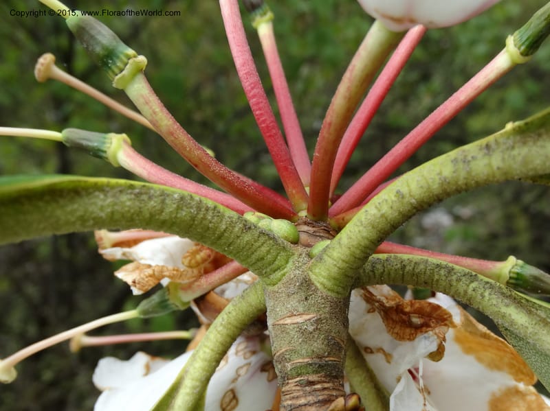 Rhododendron, Boufford, D 43641--China. Sichuan. XiaYingShan to XiangZhai. 10 May 2014. DSC05109 (239).JPG
