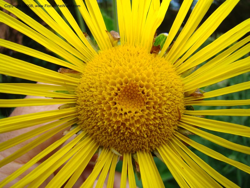 Inula magnifica--Slovenia. Ljubljana. University Botanical Garden. 7 Jul 08. 111.jpg