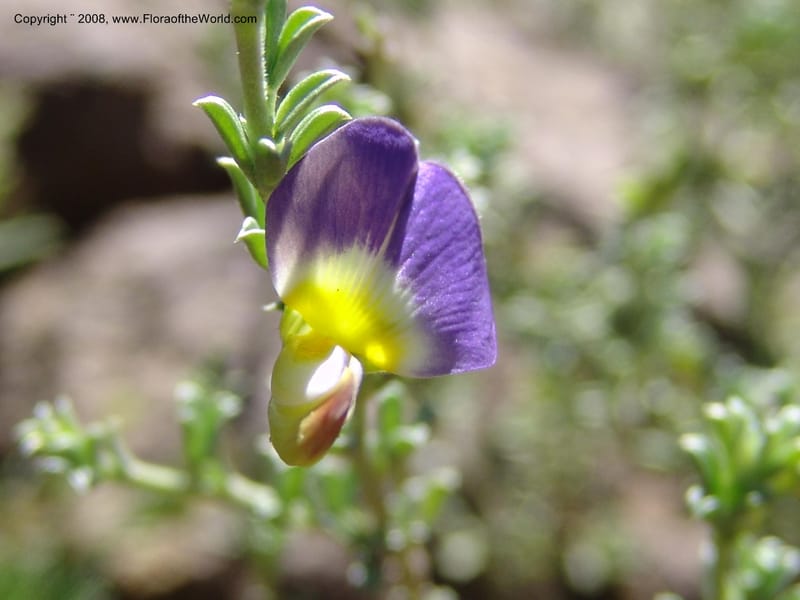 Lotononis sericophylla--So.Africa. E. Cape. Joubert's Pass, SE of Lady Gray. 9 Mch 05. 095.jpg
