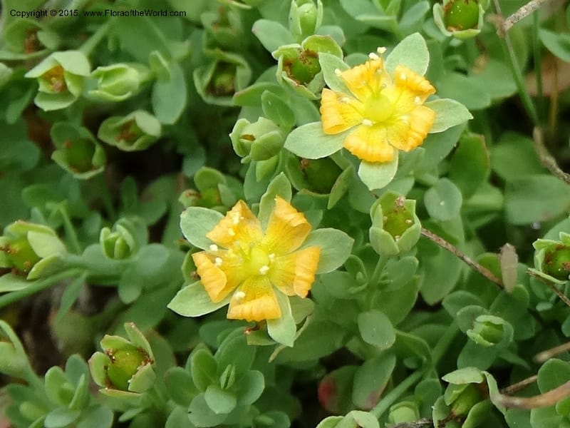 Hypericum anagalloides, Davidson, C 12613--ID. Valley Co. Squaw Meadows. 21 Jul 2014. DSC01008 (1).JPG