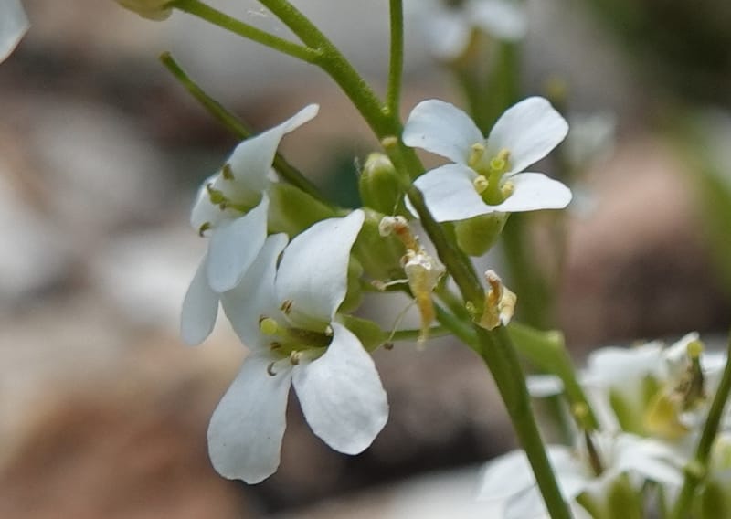 Arabis nuttallii, C. Davidson 14036--ID, Valley Co. Elkl Summit. 18 July 2019. DSC00995 (4).JPG