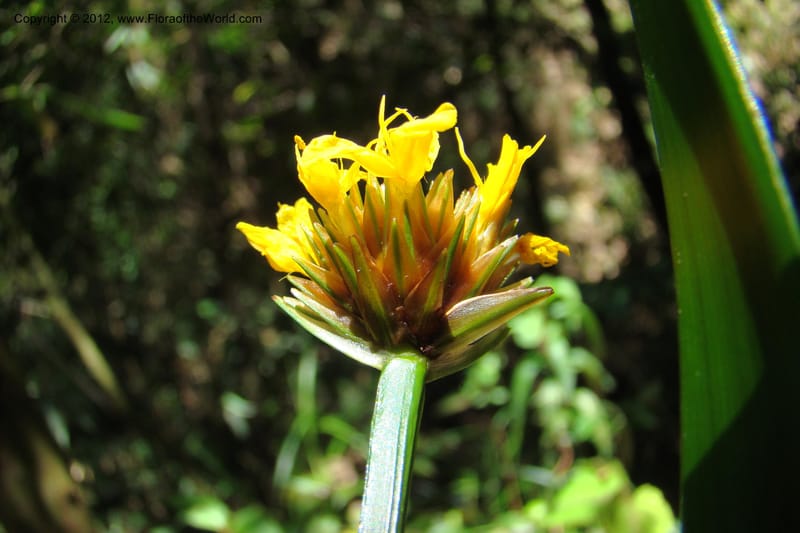 Xyris, Regalado 1745--Viet Nam. Thua Thien Hue Prov. Phu Loc Distr. Bach Ma. 13 Apr 09. 300.jpg