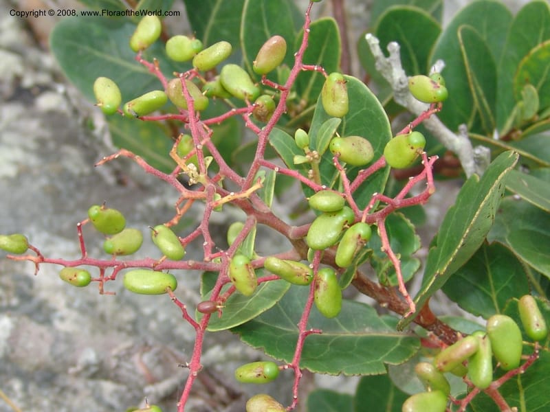 Apodytes abbottii--So.Africa. E. Cape. Umtamvuna Nat. Res. 11 Mch 05. 010.jpg