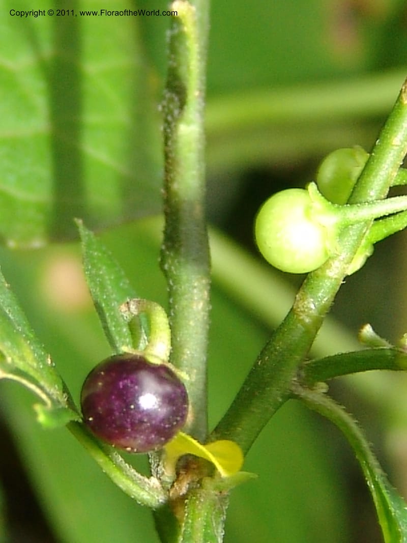 Solanum americanum, AAraujoM3107--Bolivia. Pq. Nal. Madidi. Rio Yariapo, 4 km E of Chalalan. 25 Sep 06. 153.jpg