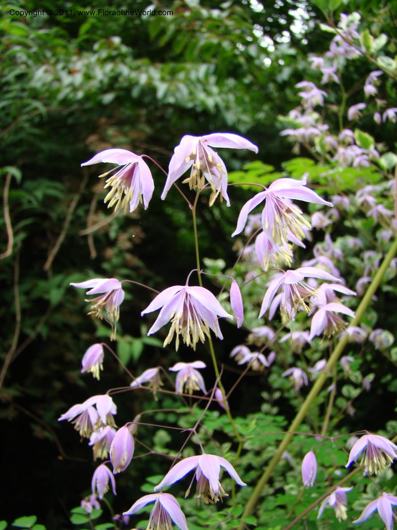 Thalictrum delavayi ssp acuminatum--Canada. BC. Univ. BC Bot. Garden. 27 Jul 08. 092.jpg