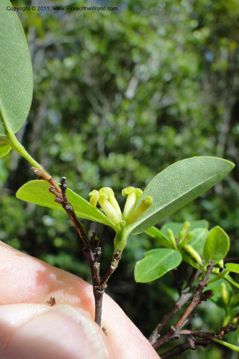 Wikstroemia foetida, M. Tuiwawa 4948--Fiji. Nadarivatu Nature Reserve. 10 Feb 2011. 026 (188).jpg