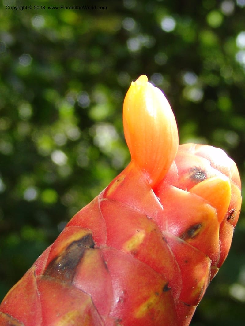 Costus, AAraujoM1213--Bolivia. P. Nac. Madidi. Rio Tuichi, San Jose de Uchup. 29 Nov 04. 361.jpg