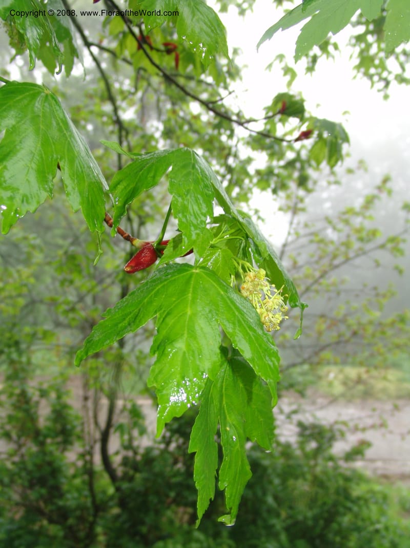 Acer trautevetterii--Georgia. 2 km S of Bakuriani, rd to Khrats'koros. 6 Jun 05. 096.jpg