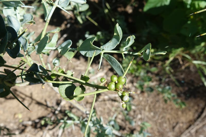 Gymnosporia senegalensis, L. Nanyeni 1166--Namibia. Hwy B1 S of Okahandja at Swakop R. bridge. 16 May 2018.  (50).JPG