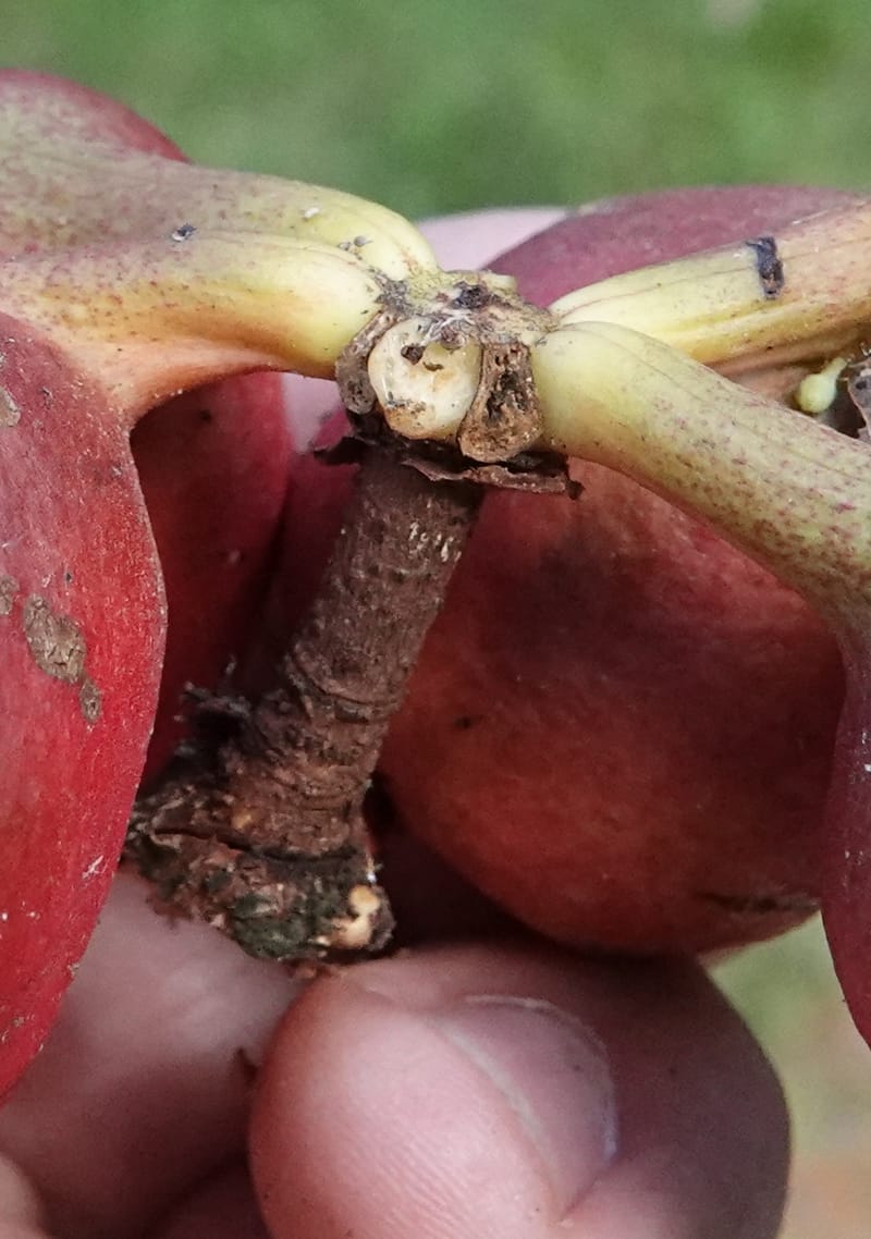 Cola cauliflora, C. Davidson 13947--Gabon. Maurel & Prom rd. Afternoon. 2 Nov. 2018. DSC01682 (227).JPG