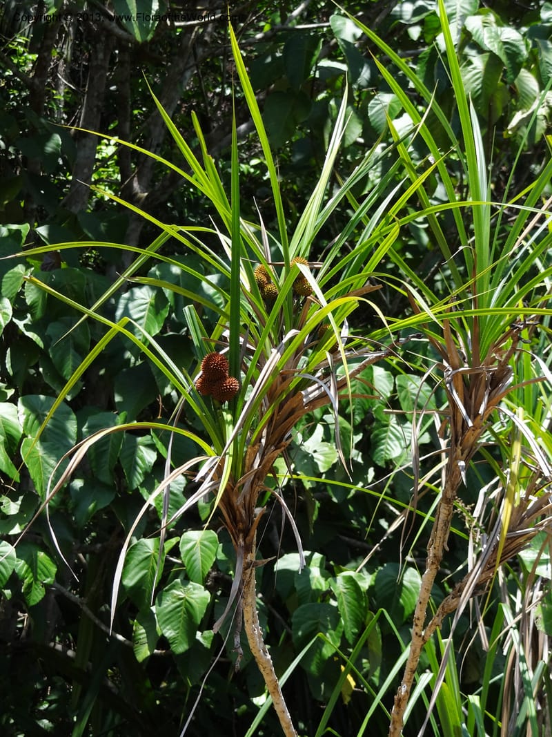 Slender branching shrub with long straplike leaves and fruiting heads