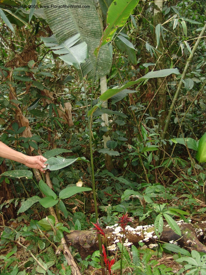 Heliconia, RVasquez32993--Peru. Pillcopata. Qbda Pini Pini. 29 Oct 07. 692.jpg