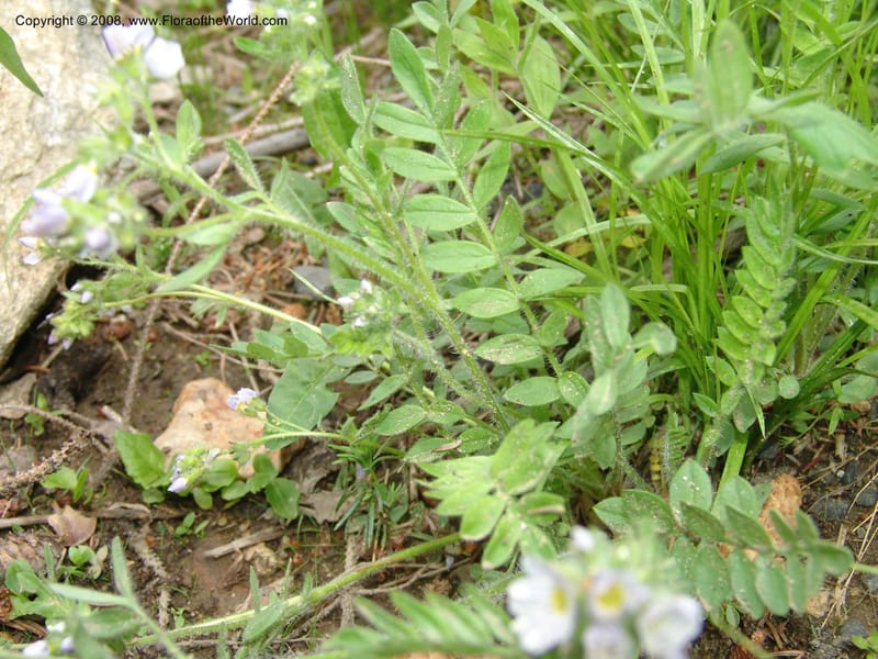 Polemonium pulcherrimum, CDavidson10944--ID. Adams Co. Brundage Mtn Rd. past ski lodge jct. 5 Jul 06. 052.jpg