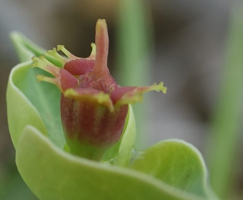 Euphorbia monteiroi, Nanyeni 1187--Namibia. Dry waterfal. 20 Mar 2018. DSC01925 (54).JPG