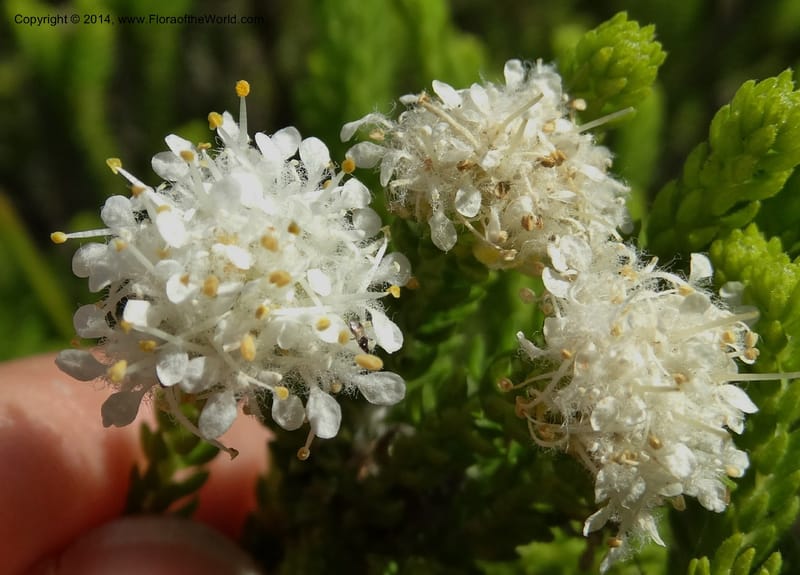 Agathosma collina, Davidson, C 12301--South Africa. Western Cape. De Hoop Nature Res. 22 Jan 2014. DSC01681 (100).JPG