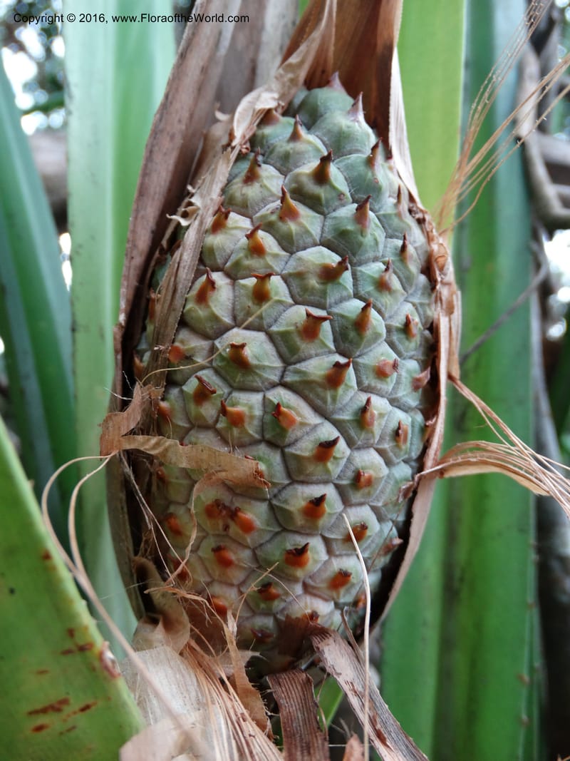 Pandanus occultus, Callmander, M 1184--Sabah. G. Silam. 1 Oct 2014. DSC00937 (21).JPG